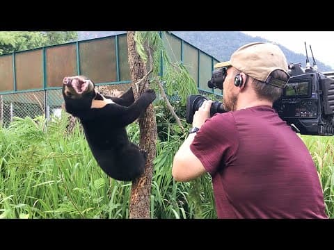 What’s it like to film a baby sun bear