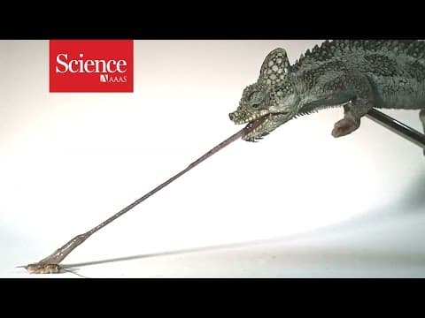 Tiniest chameleons have fastest tongues