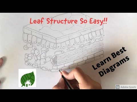 How to draw leaf cross section