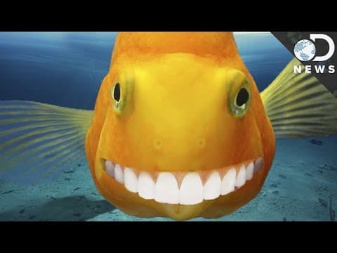 How Human Teeth Evolved From Ancient Fish
