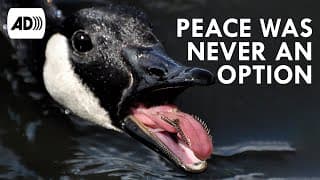 Geese | Described Video