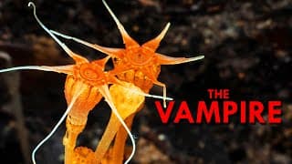 Thismia | The Vampire Plant