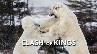 Polar Bear |The Ultimate Apex Predator