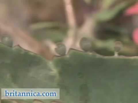 SPOTLIGHT: Asexual Reproduction in Plants | Encyclopaedia Britannica - YouTube