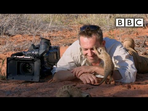 Magic meerkat moments