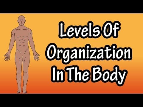 What Are The Levels Of Organization In The Body - Organization Of The Human Body