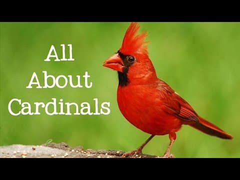 All about cardinals - backyard bird series