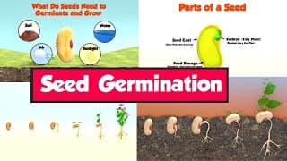 What is Seed Germination|Seed Germination for Kids|How Do Seeds Grow|Parts of a Seed|Seeds
