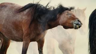 Cool Facts About Wild Horses | Mustangs in the Wild