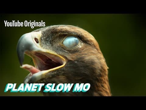 Super Slow Motion Birds