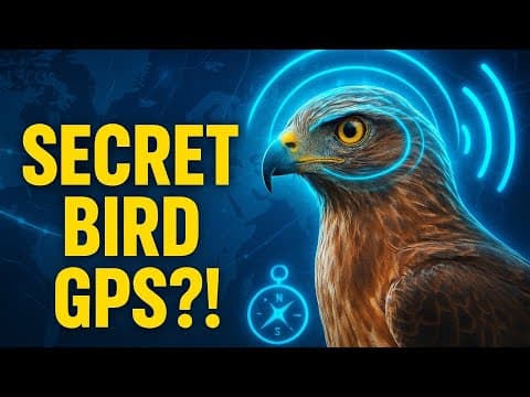 How Birds NEVER Get Lost - The Secret GPS They Use!
