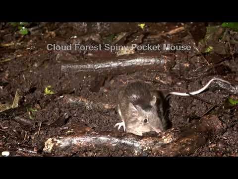 Stealthy animals seen by trail cameras|Spring, summer And autumn on Vancouver Island