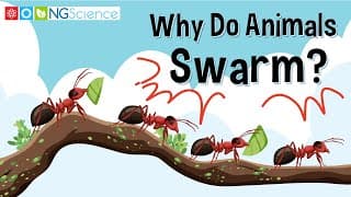 Why Do Animals Swarm?