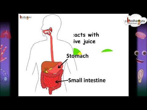 Science - What is nutrition and 5 stages of human nutrition - Hindi
