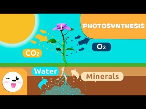 Photosynthesis in plants for children - Natural Science for kids