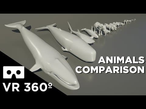 Animal sizes in vr 360