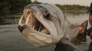 Facts | The Payara |Vampire Fish