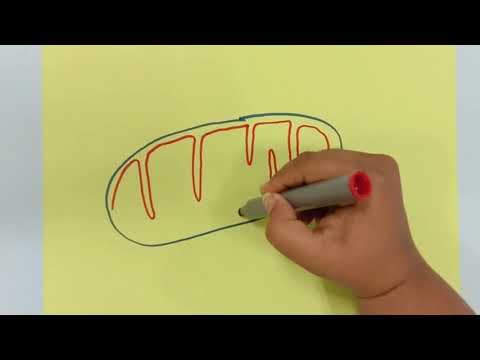 HOW TO DRAW MITOCHONDRIA - CELL BIOLOGY