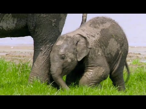 Baby Elephant Finds Her Feet | Lands of the Monsoon | BBC Earth