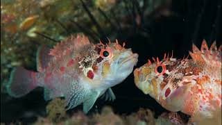 Facts |The Cheekspot Scorpionfish
