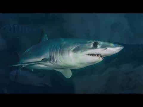 5 interesting facts for kids - fun facts - mr. bablu