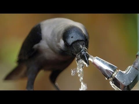 Top 10 Most Intelligent Animals