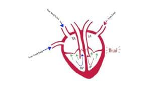The Heartbeat Sound Lup-dup
