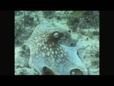 Octopus Camouflage