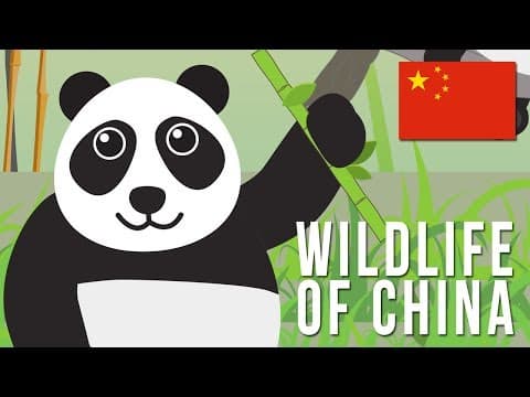 Wildlife of China - YouTube