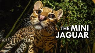 Ocelot |The Mini Jaguar
