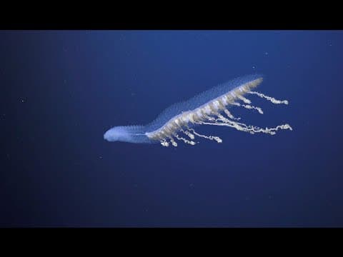Understanding the biodiversity of the Ningaloo Canyons in 4K
