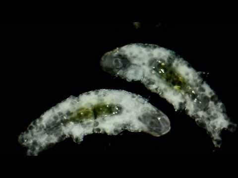 The Amazing Water Bear! Ancient Alien? - YouTube