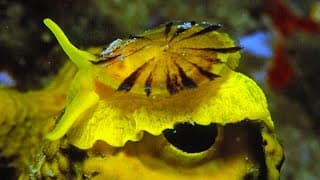 Facts | The Yellow Umbrella Slug