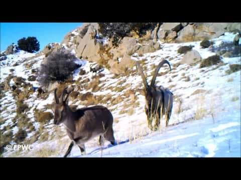 Bezoar Goats in Caucasus Wildlife Reserve  Armenia
