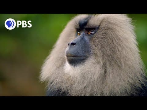 Hoot Goes There|Learn more about owl song with the Audubon Society