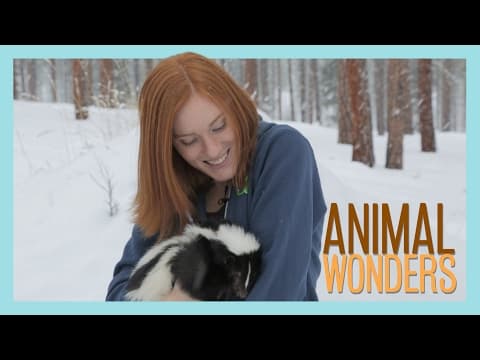 Snowy Skunk Adventure