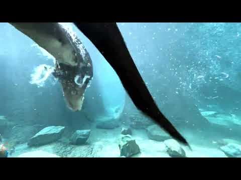 Otters play in Zoo Knoxvilles Clayton Otter Creek