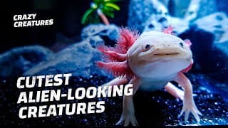 We Need to Save These Adorable, Smiling Axolotls from Extinction