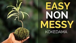 The easiest way to make a Kokedama
