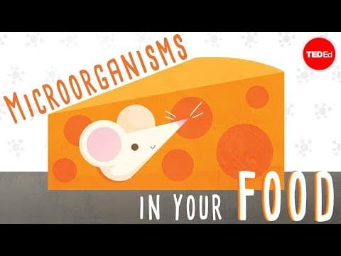 The beneficial bacteria that make delicious food - Erez Garty - YouTube