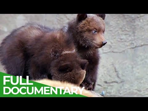 Baby Animals Discovering Their World | Episode 1