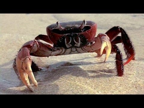 How life came to land - Tierney Thys - YouTube