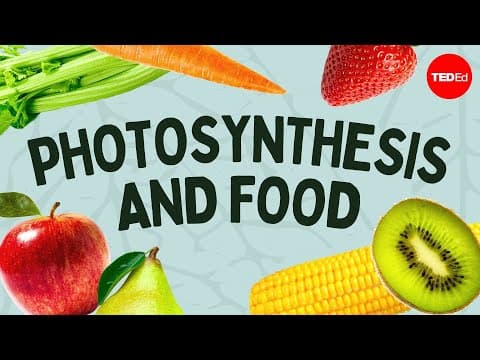 The simple story of photosynthesis and food - Amanda Ooten - YouTube