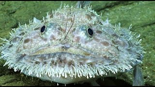 Facts | The Grumpy Goosefish