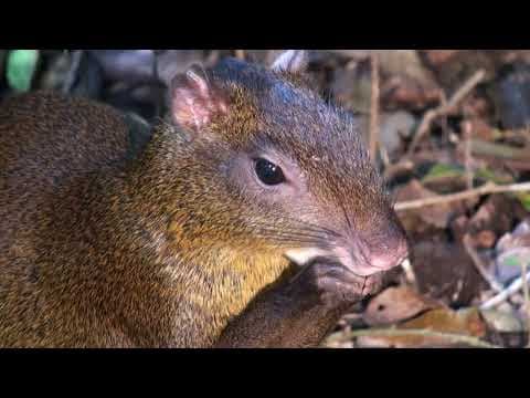 Bee and Me a wordless animation for Alison Jays picture book