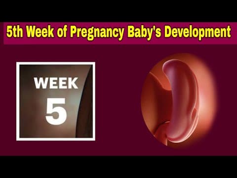 5th Week of Pregnancy Symptoms, Changes & Baby Development | 5th Week of Pregnancy in telugu