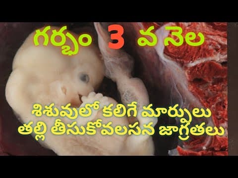 గర్భం 3 వ నెల - pregnancy 3rd month symptoms - week by week - pregnancy symptoms