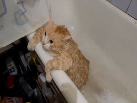 What is the Scientific Method Swim