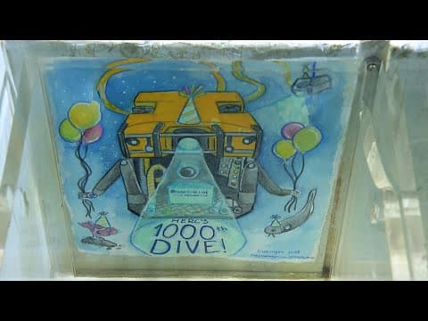 Wildlife and Wonder During a Milestone Dive for ROV Hercules