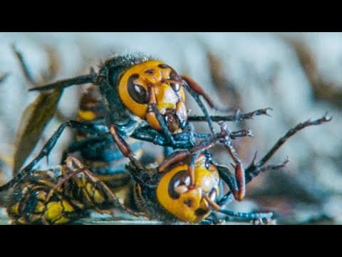 Giant Hornets Massacre Yellow Hornets | Buddha Bees and The Giant Hornet Queen | BBC Earth - YouTube